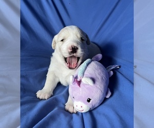 Golden Labrador Puppy for sale in LIVE OAK, FL, USA