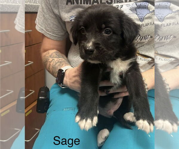 Medium Photo #1 Mutt Puppy For Sale in Jackson Township, NJ, USA