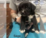 Small Mutt