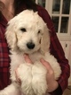 Small Photo #2 Goldendoodle-Poodle (Standard) Mix Puppy For Sale in CORNING, CA, USA