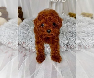 Poodle (Toy) Puppy for sale in ASTORIA, NY, USA