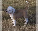 Small Photo #5 American Bulldog Puppy For Sale in FAIR GROVE, MO, USA