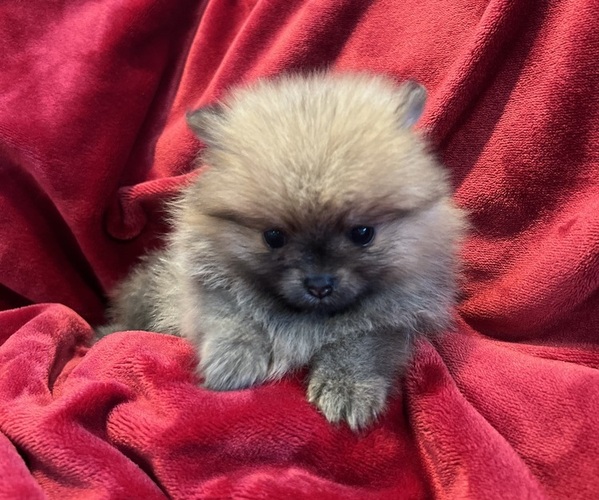 Medium Photo #8 Pomeranian Puppy For Sale in SNOHOMISH, WA, USA