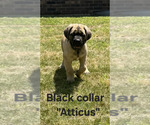Small #4 Cane Corso