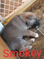 German Shepherd Dog-Siberian Husky Mix Puppy for sale in FLINTVILLE, TN, USA