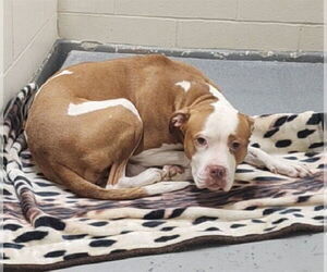 Boxer-Unknown Mix Dogs for adoption in Anchorage, AK, USA