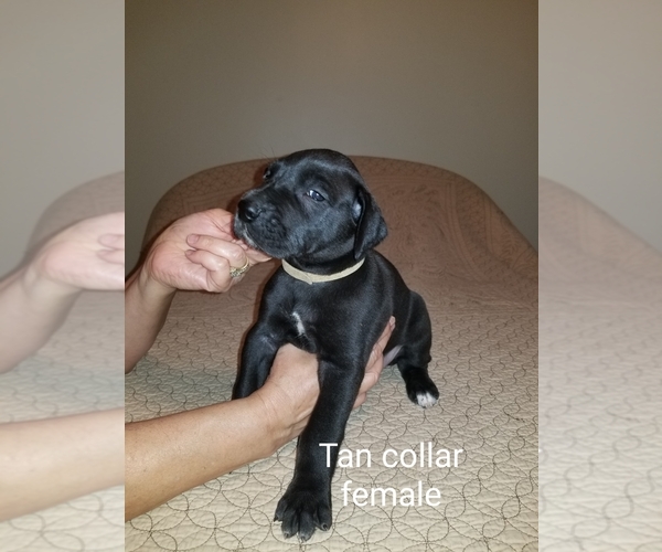 Medium Photo #5 Great Dane Puppy For Sale in MOUNT GILEAD, OH, USA