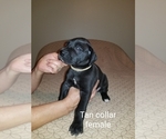 Small Photo #5 Great Dane Puppy For Sale in MOUNT GILEAD, OH, USA