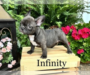 French Bulldog Puppy for sale in AVERY, TX, USA
