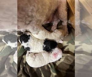 Maltipoo Puppy for sale in JASPER, GA, USA