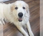 Small #4 Great Pyrenees