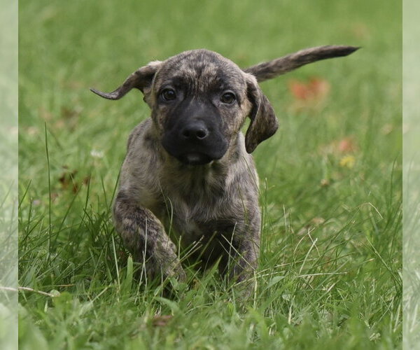 Medium Photo #2 Boxer-Unknown Mix Puppy For Sale in Mechanicsburg, PA, USA