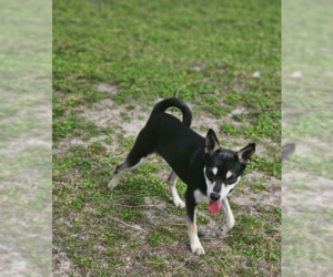 Rat Terrier-Unknown Mix Dogs for adoption in Cranston, RI, USA
