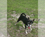 Small Rat Terrier Mix