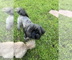 Father of the Shih Tzu puppies born on 07/10/2025