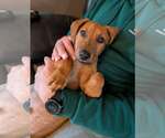 Small #3 Dachshund-Doberman Pinscher Mix