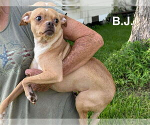 Rat-Cha Dogs for adoption in Princeton, MN, USA