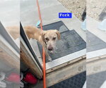 Small #3 Catahoula Leopard Dog-Weimaraner Mix