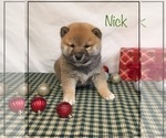Small Photo #1 Shiba Inu Puppy For Sale in FULTON, MO, USA