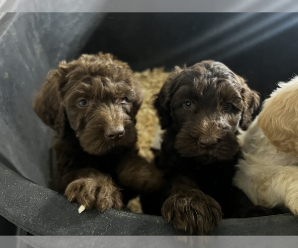 Medium Photo #9 Labradoodle Puppy For Sale in STONE MOUNTAIN, GA, USA