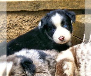 Australian Shepherd Puppy for sale in NELSON, VA, USA