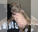 Puppy 4 American Staffordshire Terrier-Rottweiler Mix