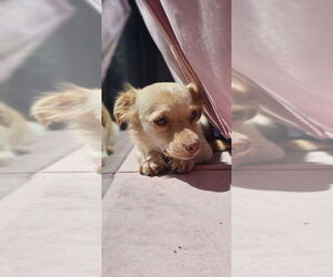 Cali #1363 - Female Colonial Cocker Spaniel-Dachshund Mix Dog for Adoption - Photo #3