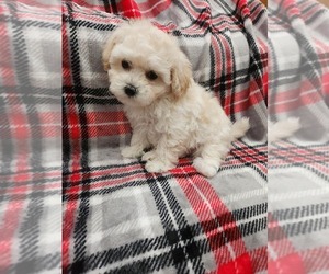 Maltipoo Puppy for sale in GRANDVILLE, MI, USA