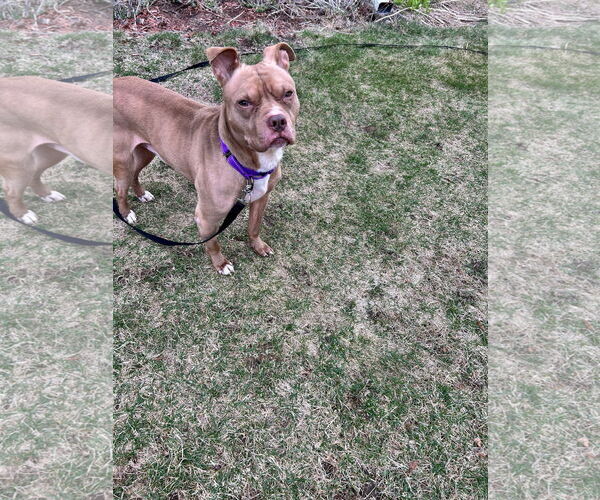 Medium Photo #12 American Pit Bull Terrier-Unknown Mix Puppy For Sale in Crete, IL, USA