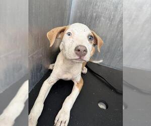 American Staffordshire Terrier-Unknown Mix Dogs for adoption in San Antonio, TX, USA