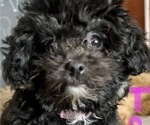 Small #15 Poodle (Toy)-ShihPoo Mix