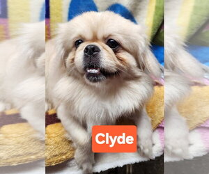 Pekingese Dogs for adoption in Smithfield, PA, USA