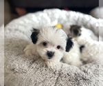Puppy Hendricks Mal-Shi