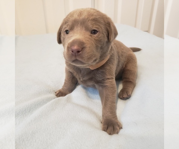 Medium Photo #8 Labrador Retriever Puppy For Sale in DIETERICH, IL, USA