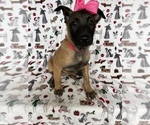 Small Photo #2 Belgian Malinois Puppy For Sale in LANCASTER, PA, USA