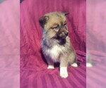 Small Photo #2 Pomsky Puppy For Sale in DUNDEE, OH, USA