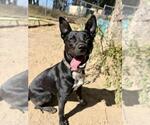 Small #2 Borador