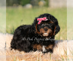 Small Photo #15 Maltipoo (Miniature) Puppy For Sale in WARSAW, IN, USA