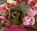Image preview for Ad Listing. Nickname: Rosie
