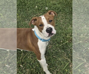 Boxer-Unknown Mix Dogs for adoption in Evansville, IN, USA