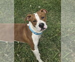 Small Boxer Mix