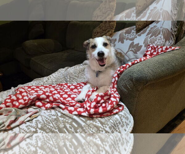 Medium Photo #3 Mutt Puppy For Sale in Plainfield, IL, USA