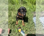 Small #8 Doberman Pinscher