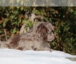 Small #13 ShihPoo