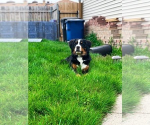 Bernese Mountain Dog Puppy for sale in RACINE, WI, USA