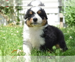 Small Photo #3 Australian Shepherd Puppy For Sale in MIFFLINBURG, PA, USA
