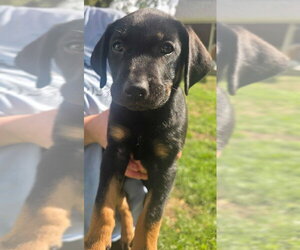 Australian Shepherd-Black Mouth Cur Mix Dogs for adoption in Salt Lake City, UT, USA