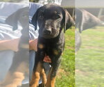 Trickster - Male Australian Shepherd-Black Mouth Cur Mix Dog for Adoption - Small photo