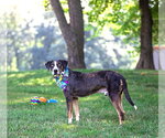 Small #4 Catahoula Leopard Dog-Mountain Cur Mix