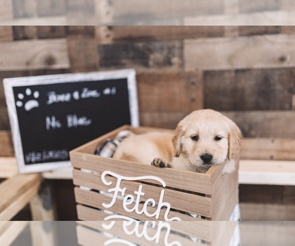 Medium Photo #4 English Cream Golden Retriever Puppy For Sale in VERONA, KY, USA